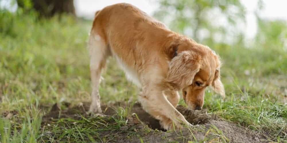 Bad habits you should avoid with your dog