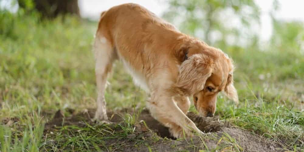 Bad Habits You Should Avoid With Your Dog