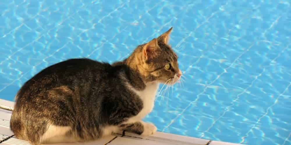 Can cats swim?