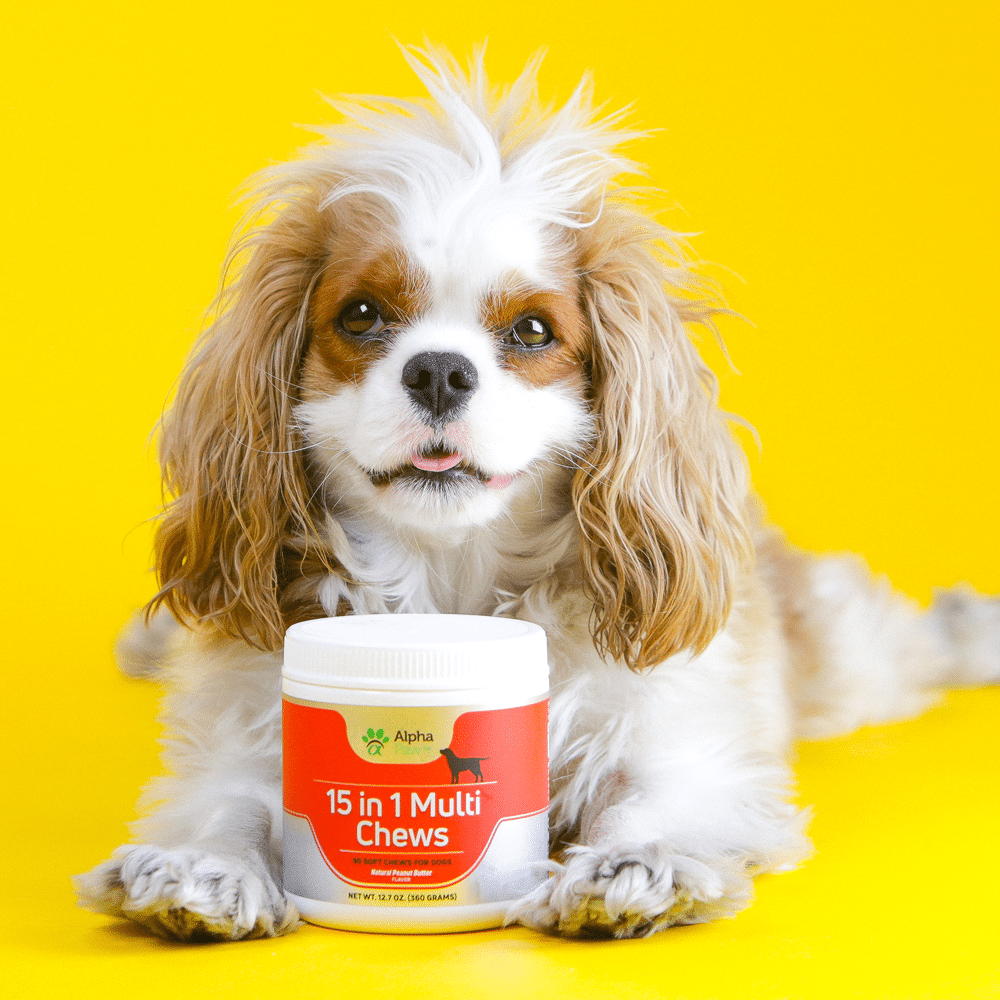 6 tasty treats that dogs go absolutely mutts over