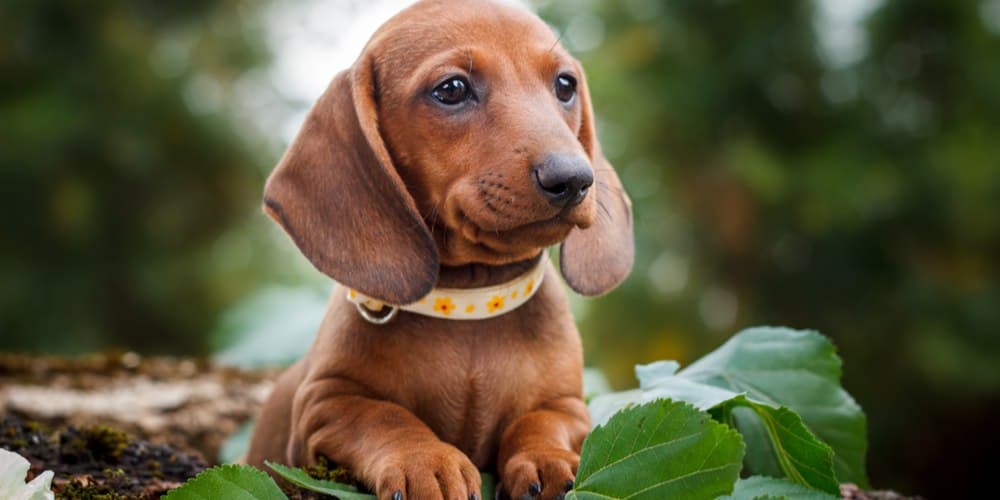 9 things you will be surprised to learn about dachshunds