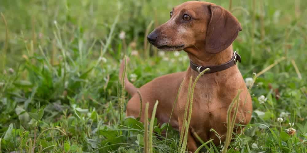 9 things you will be surprised to learn about dachshunds