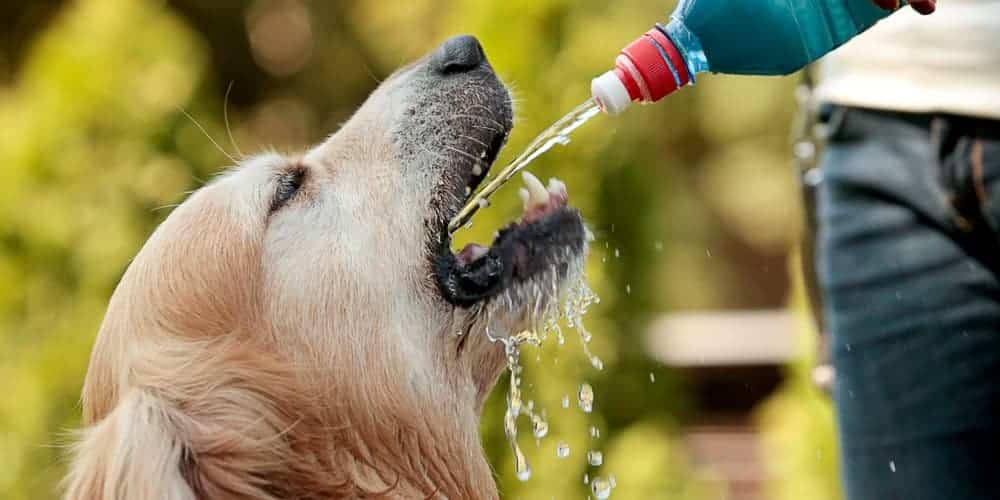 How do dogs drink water