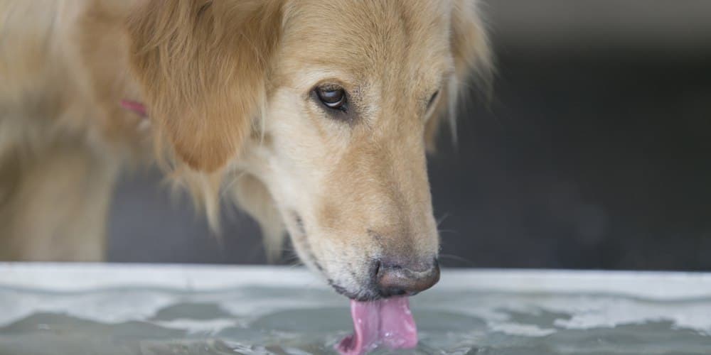 How do dogs drink water