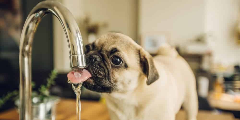 How do dogs drink water