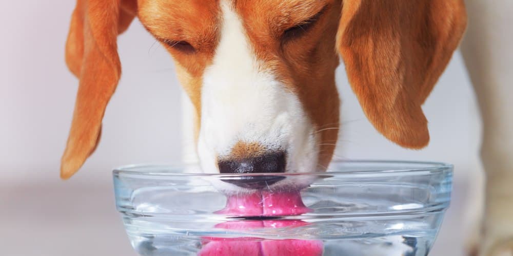 How do dogs drink water