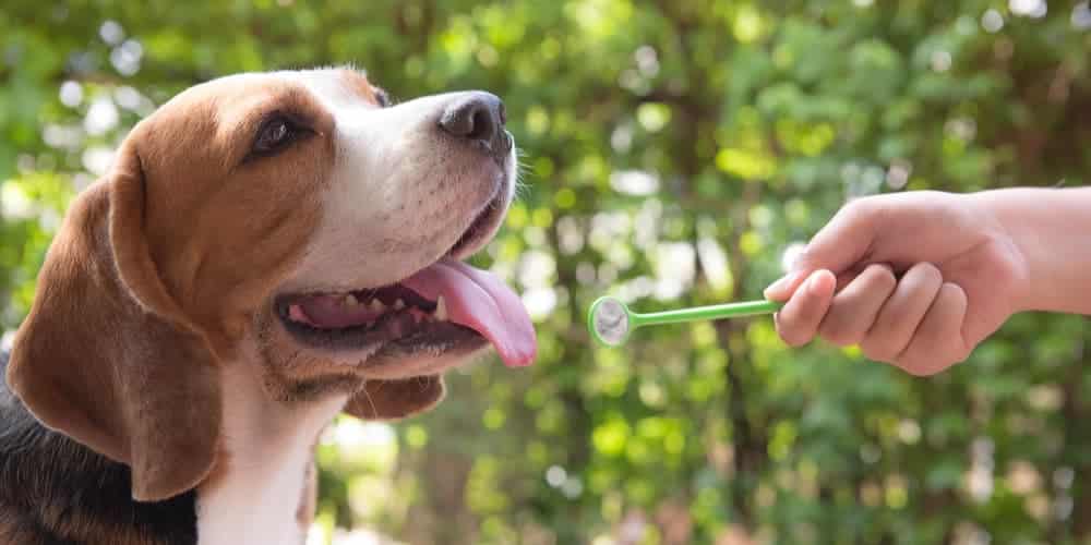 What is the best way to take care of your dog’s teeth