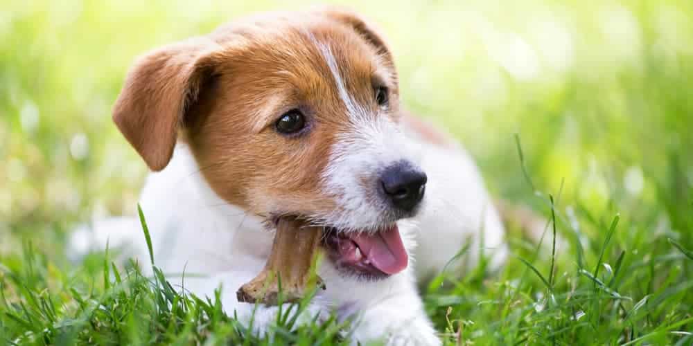 What is the best way to take care of your dog’s teeth
