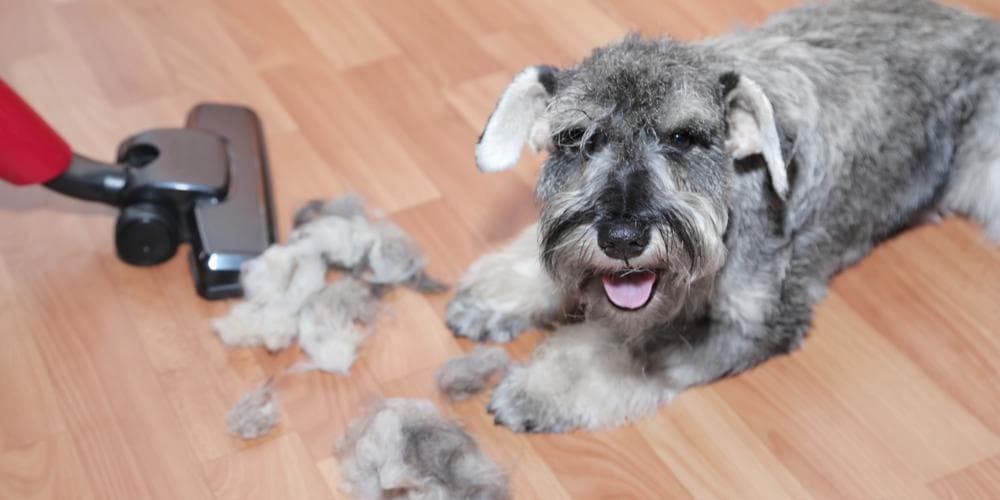 Does dust affect your pet dog