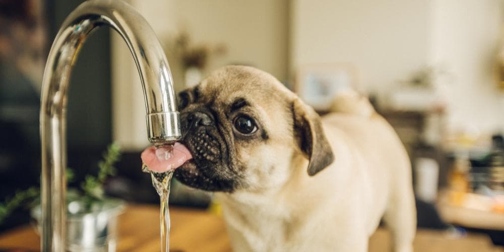 Can dogs drink something other than water