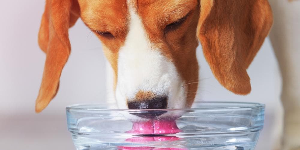 Can dogs drink something other than water