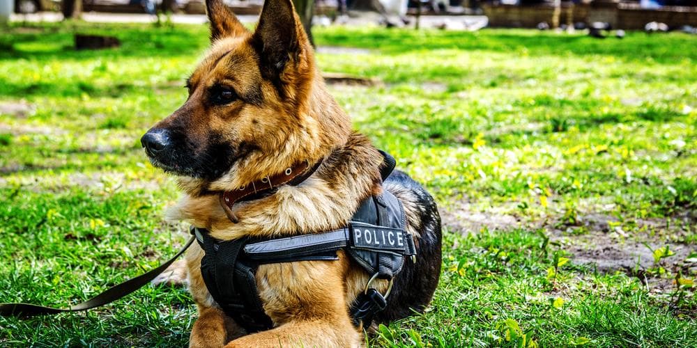 Why Do German Shepherds Make The Perfect K9 Unit?