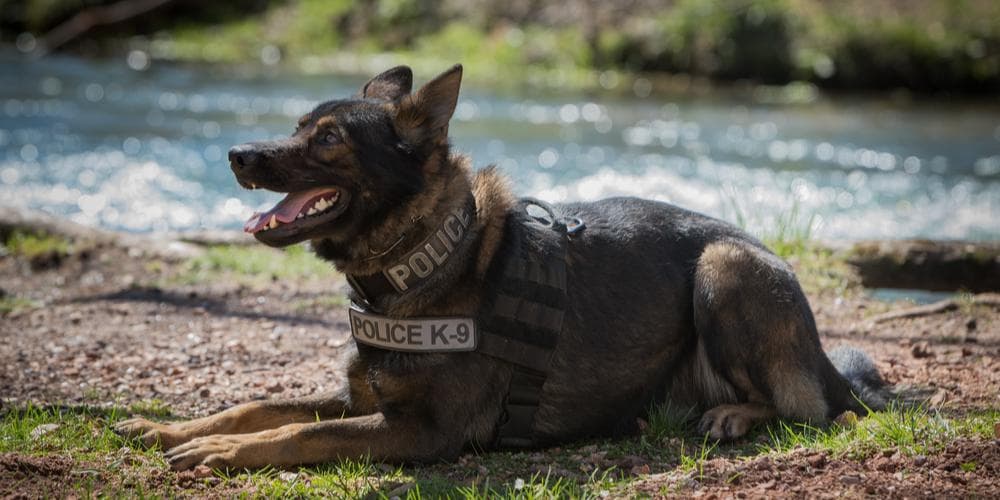 Why Do German Shepherds Make The Perfect K9 Unit?