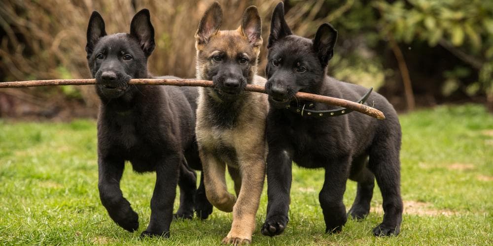Why do german shepherds make the perfect k9 unit?