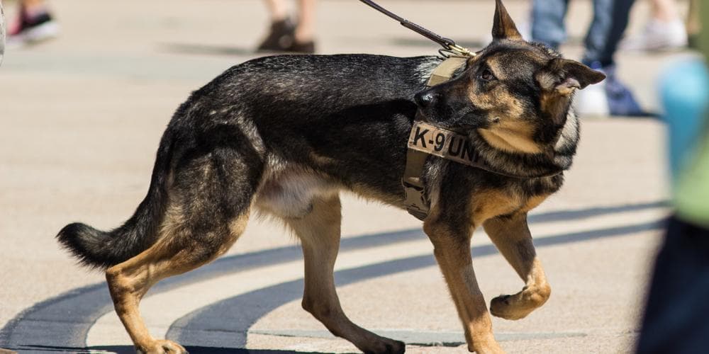 Why do german shepherds make the perfect k9 unit?