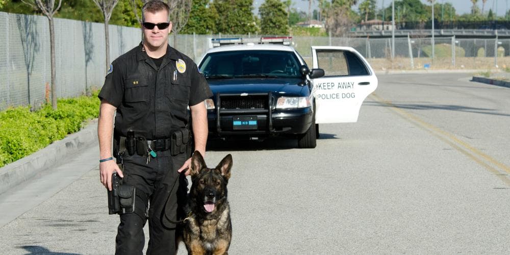 Why Do German Shepherds Make The Perfect K9 Unit?