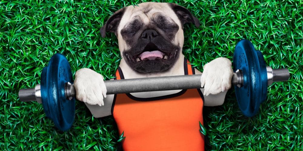 Can Your Dog Exercise Too Much?