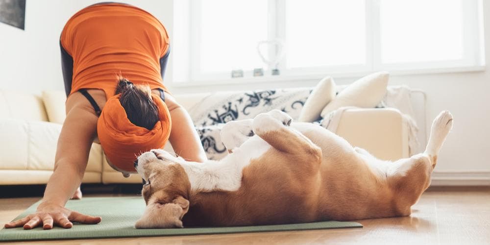 Can Your Dog Exercise Too Much?