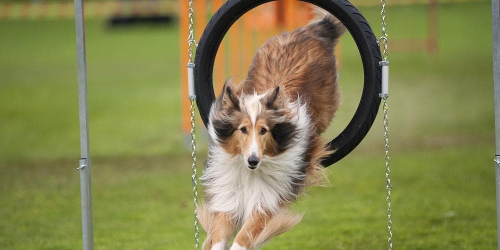 Can your dog exercise too much?