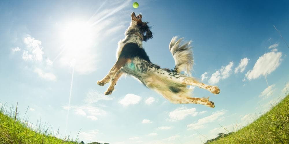 Can your dog exercise too much?