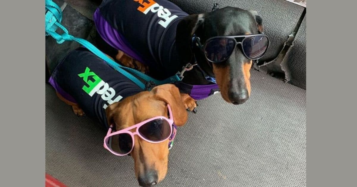 FedEx Newest Employees!