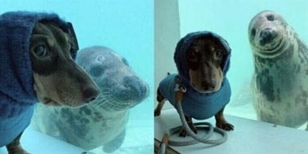 A dachshund and a seal’s incredible friendship goes viral!
