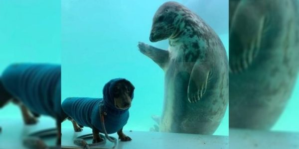 A dachshund and a seal’s incredible friendship goes viral!