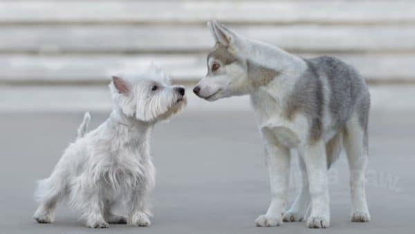 Can dogs talk to each other