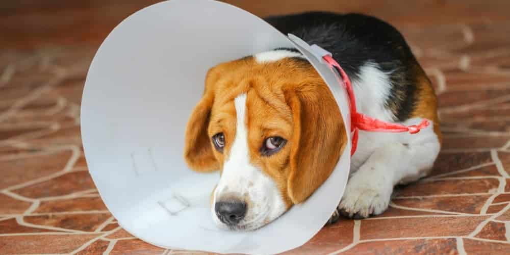 Tips and tricks! What to do when your dog is injured