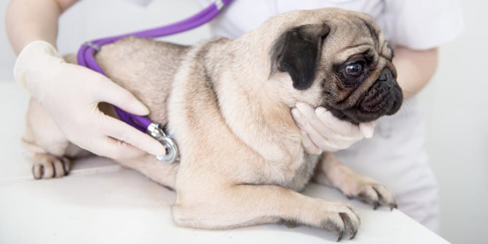 Tips and tricks! What to do when your dog is injured