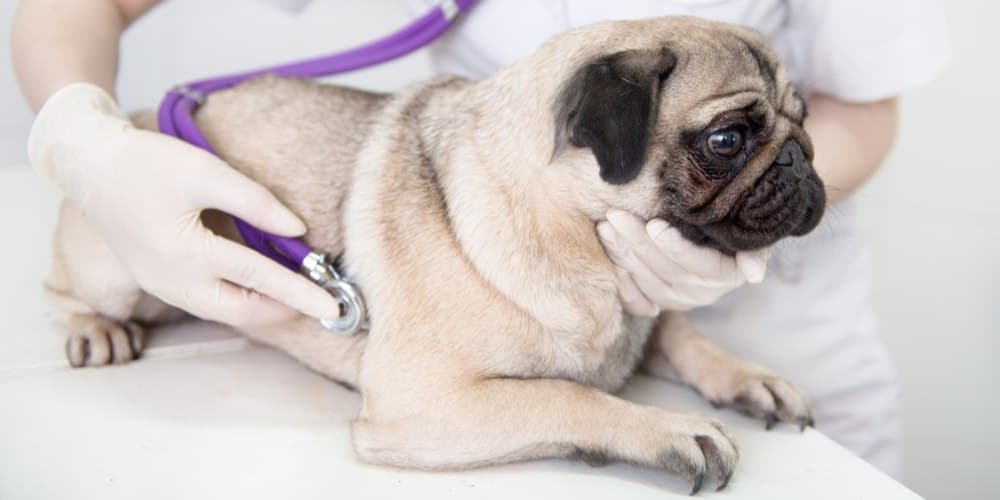 Tips And Tricks! What To Do When Your Dog Is Injured