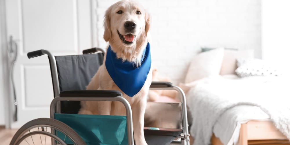 Why do dogs make great service animals?