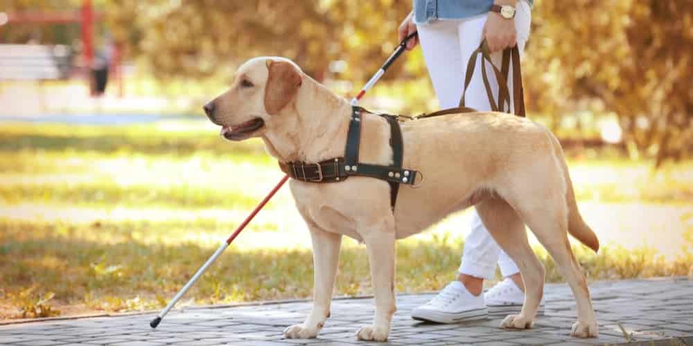 Why Do Dogs Make Great Service Animals?