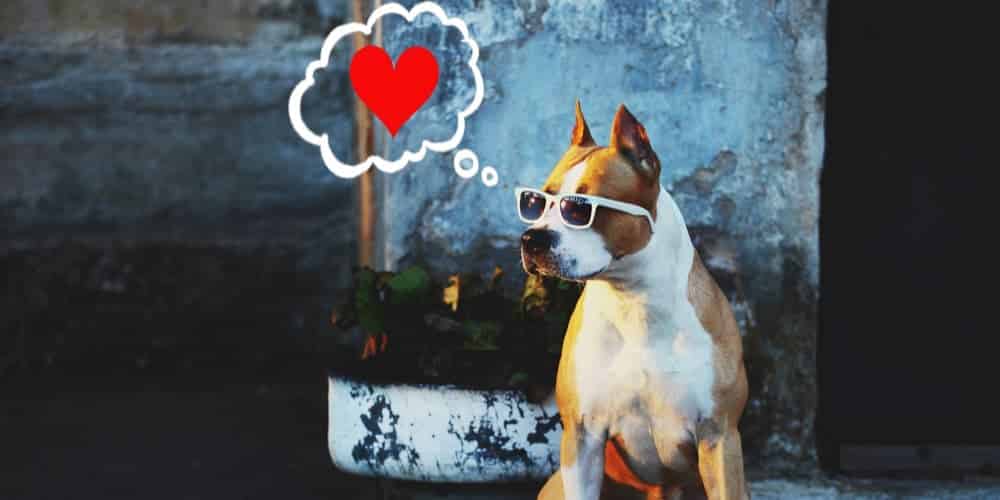 Is Your Dog In Love?