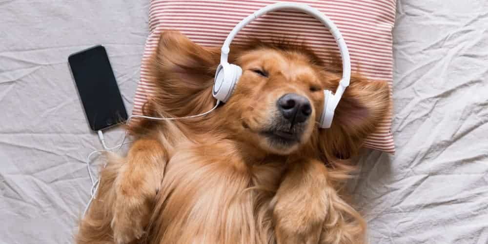 Best Sounds To Keep Your Doggo Calm!