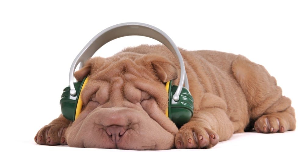 Best sounds to keep your doggo calm!