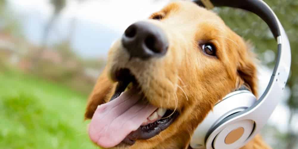 Best sounds to keep your doggo calm!