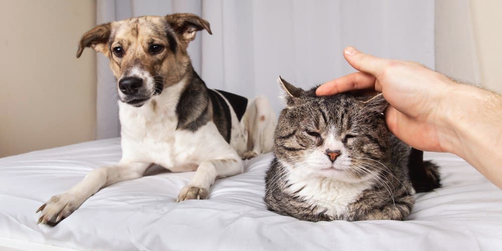How are pets similar to humans?