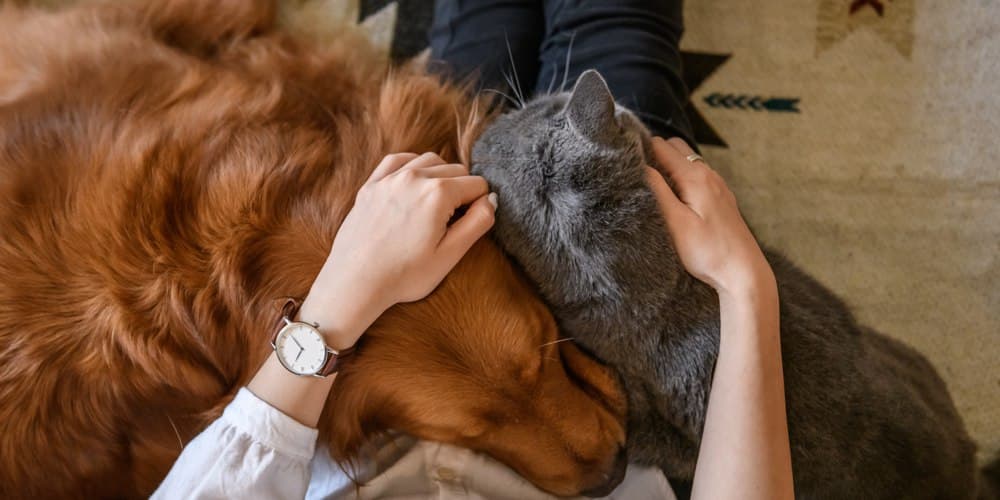How are pets similar to humans?