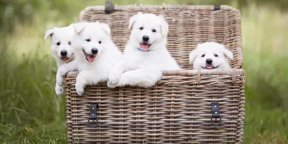 Top 10 puppy names of 2020