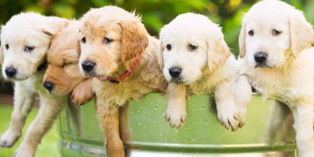 Top 10 puppy names of 2020