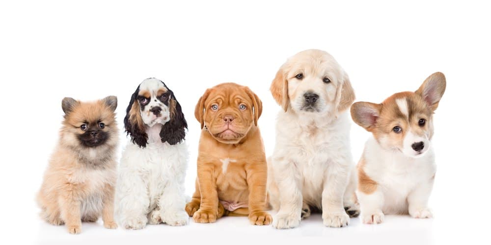 Top 10 puppy names of 2020