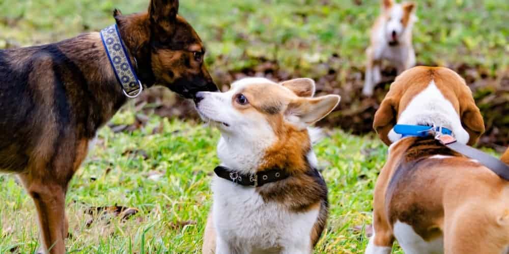 Can dogs talk to each other?