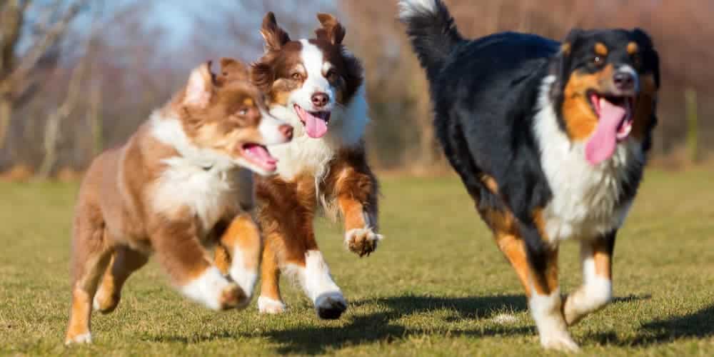 Can Dogs Talk To Each Other?