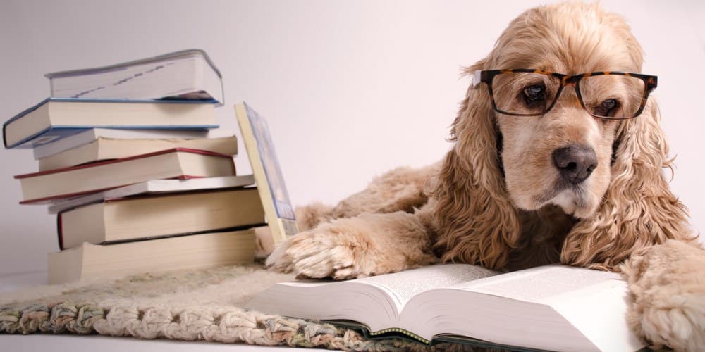 Can dogs read?