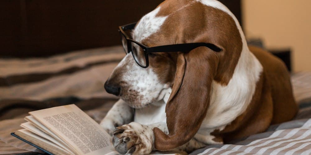 Can Dogs Read?