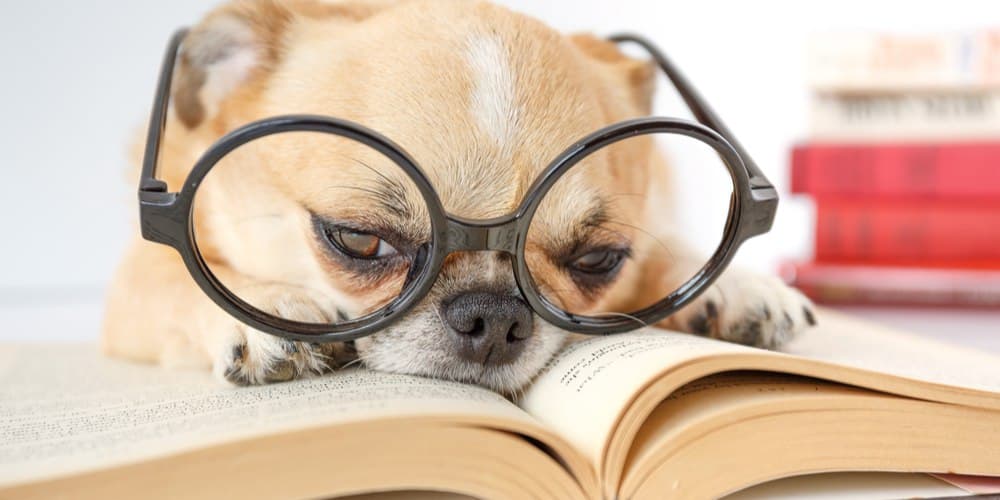 Can dogs read?