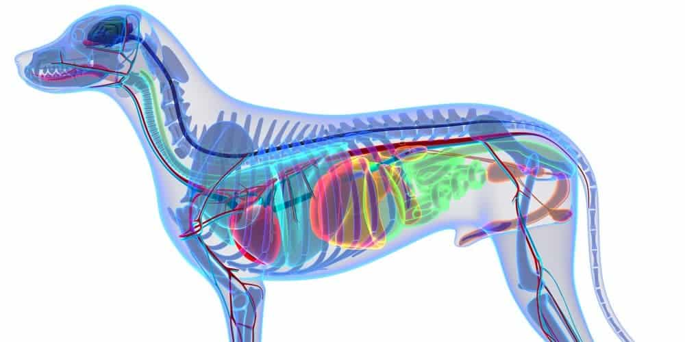 what causes a great danes stomach to flip