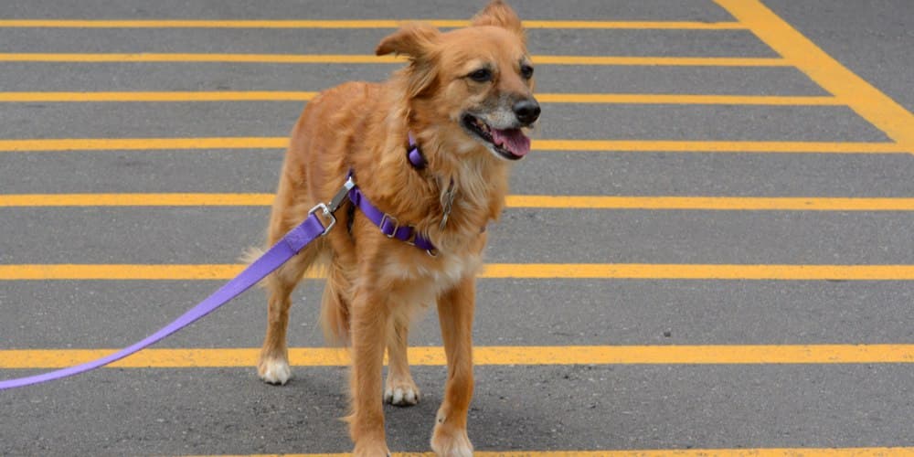 Warnings about walking your dog on the hot pavement!