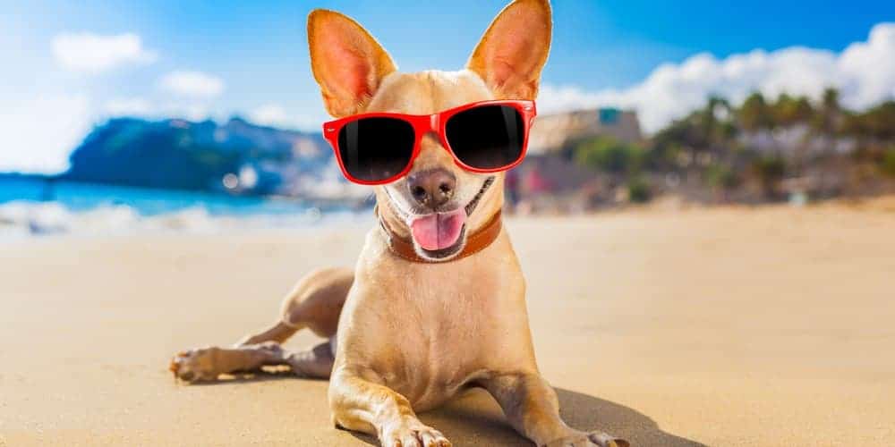 Should your dog wear sunglasses in summer?